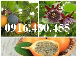 Cây giống chanh leo ngọt colombia